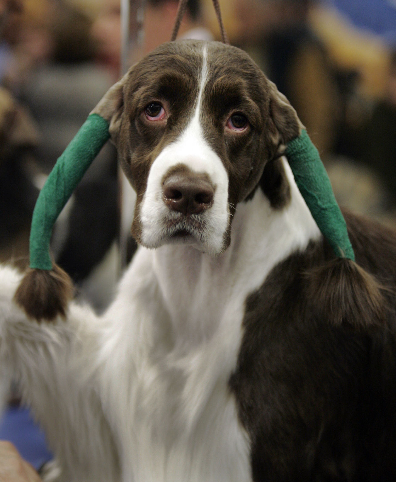Westminster Dog Show